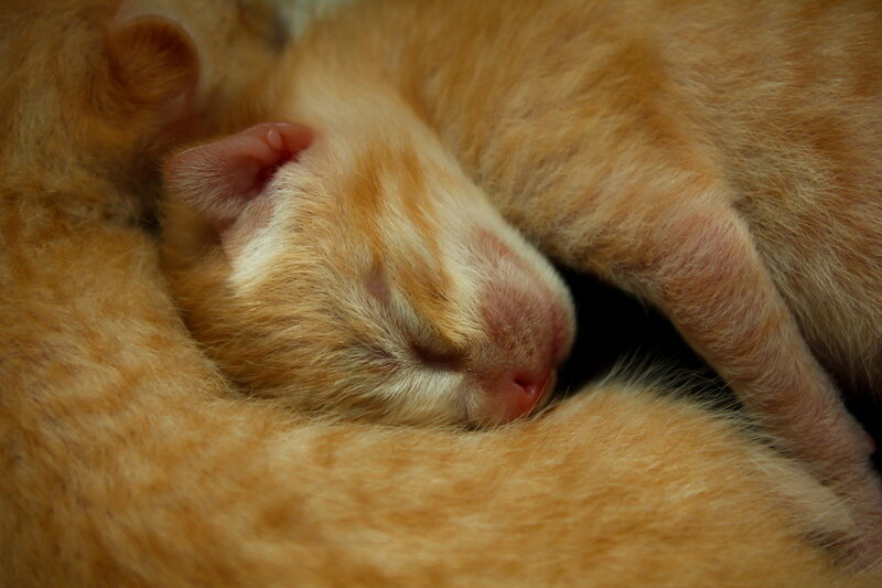 Sleeping Orange Kitten — Peaceful, Photograph, Fur
