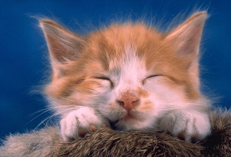 Sleeping Orange Kitten — Peaceful, Photograph