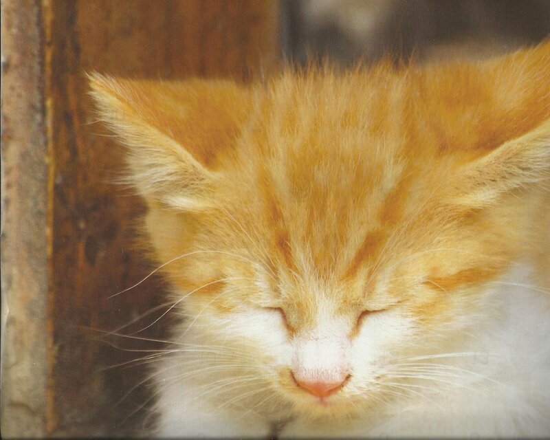 Sleeping Orange Kitten — Peaceful, Photograph, Wooden Surface