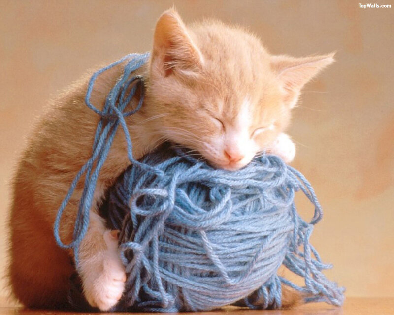 Sleeping Orange Kitten — Peaceful, Photograph, Yarn Ball