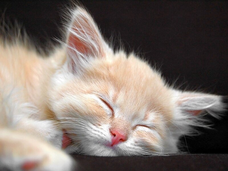 Sleeping Orange Kitten — Peaceful