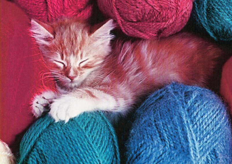 Sleeping Orange Kitten — Red