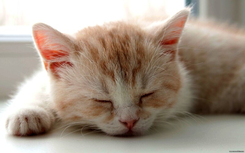Sleeping Orange Kitten — White, Peaceful, Morning