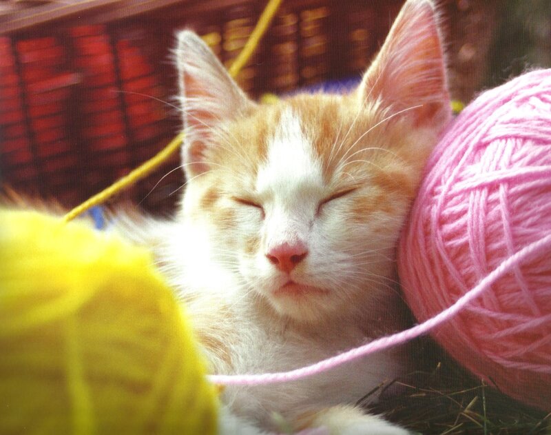 Sleeping Orange Kitten — White, Peaceful