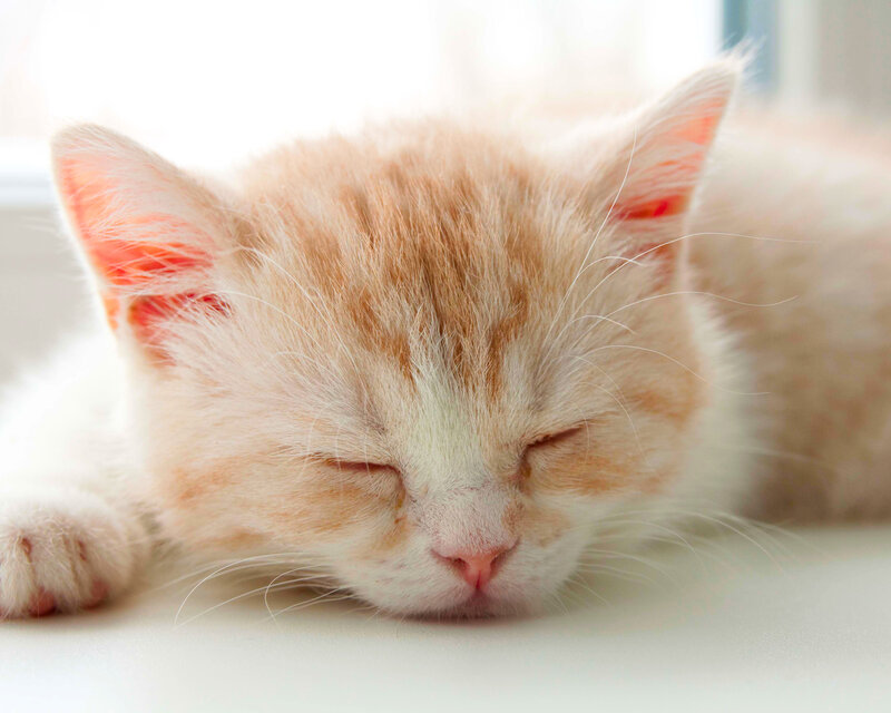 Sleeping Orange Kitten — White