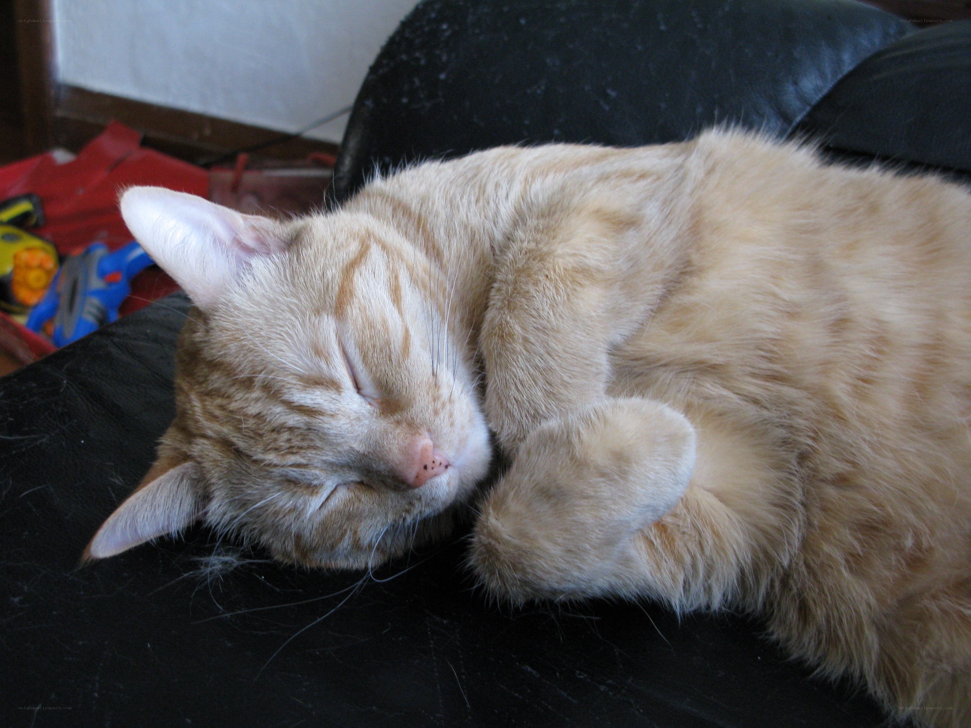 Sleeping orange tabby cat