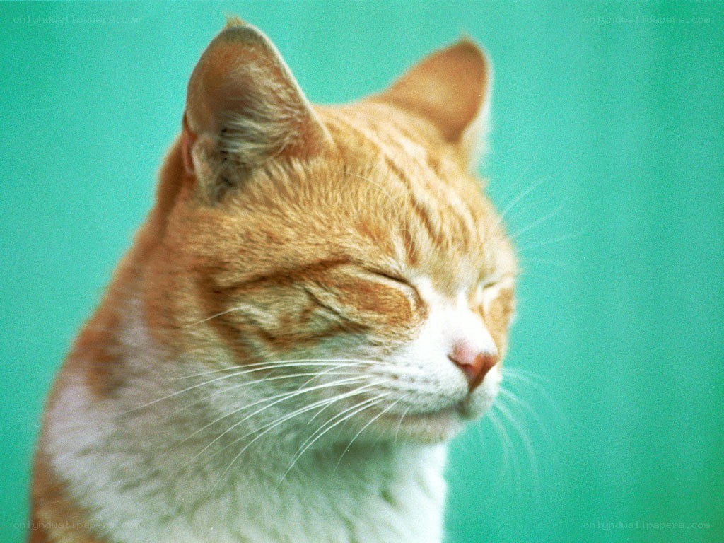 sleeping orange tabby cat