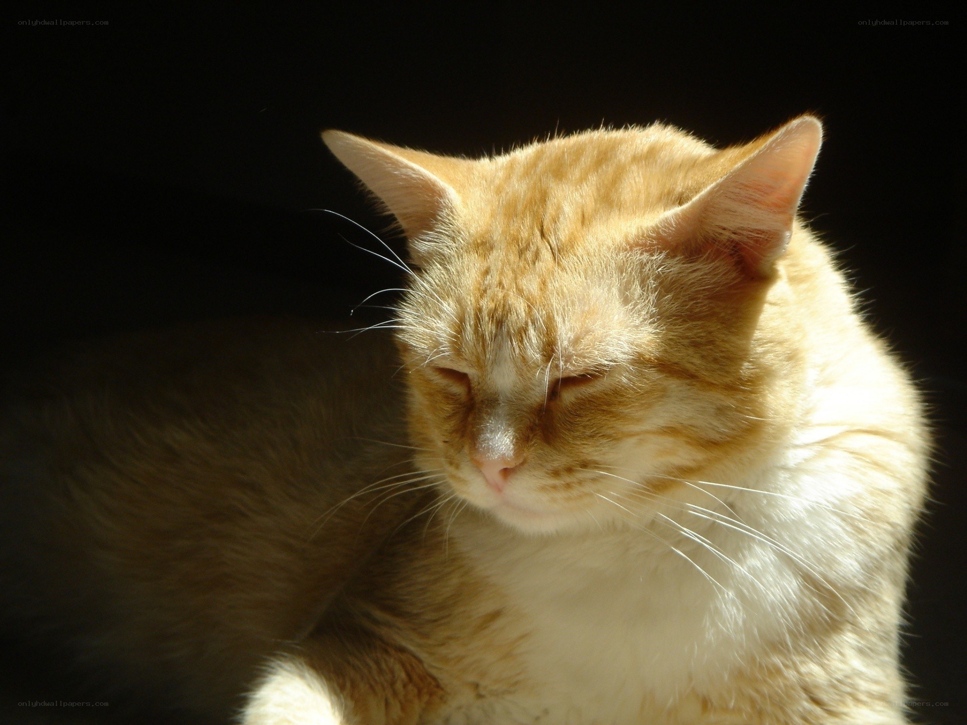 sleeping orange tabby cat