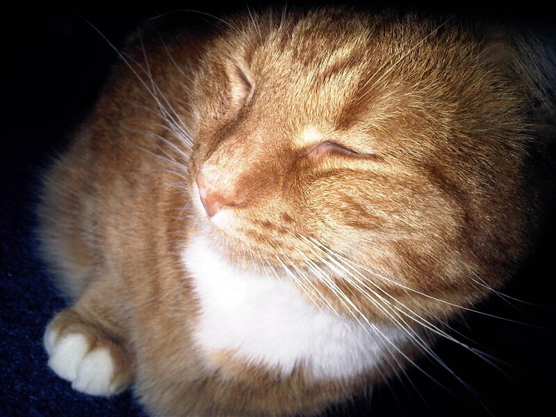 sleeping orange tabby cat