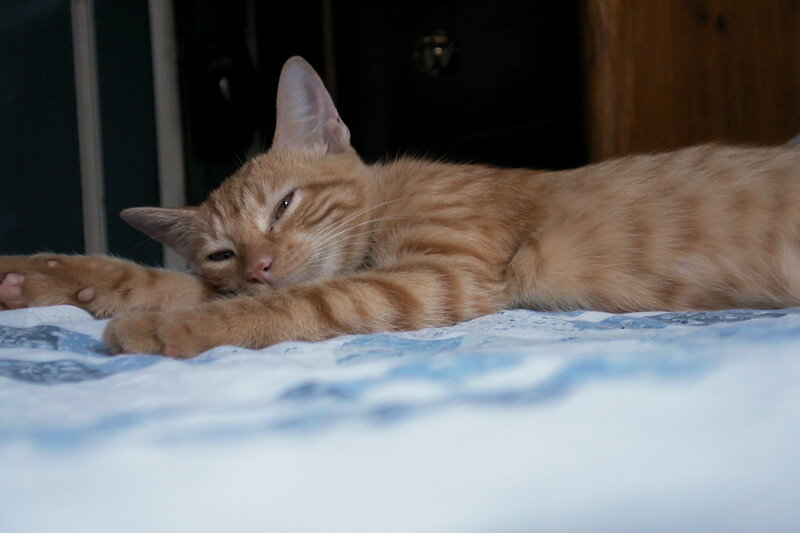 sleeping orange tabby cat