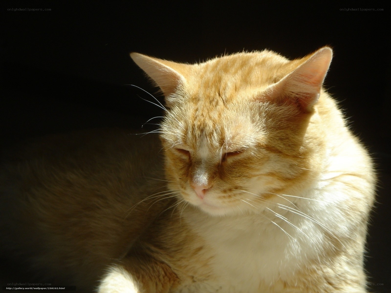 sleeping orange tabby cat