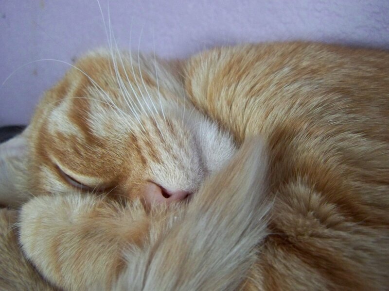 Sleeping orange tabby cat