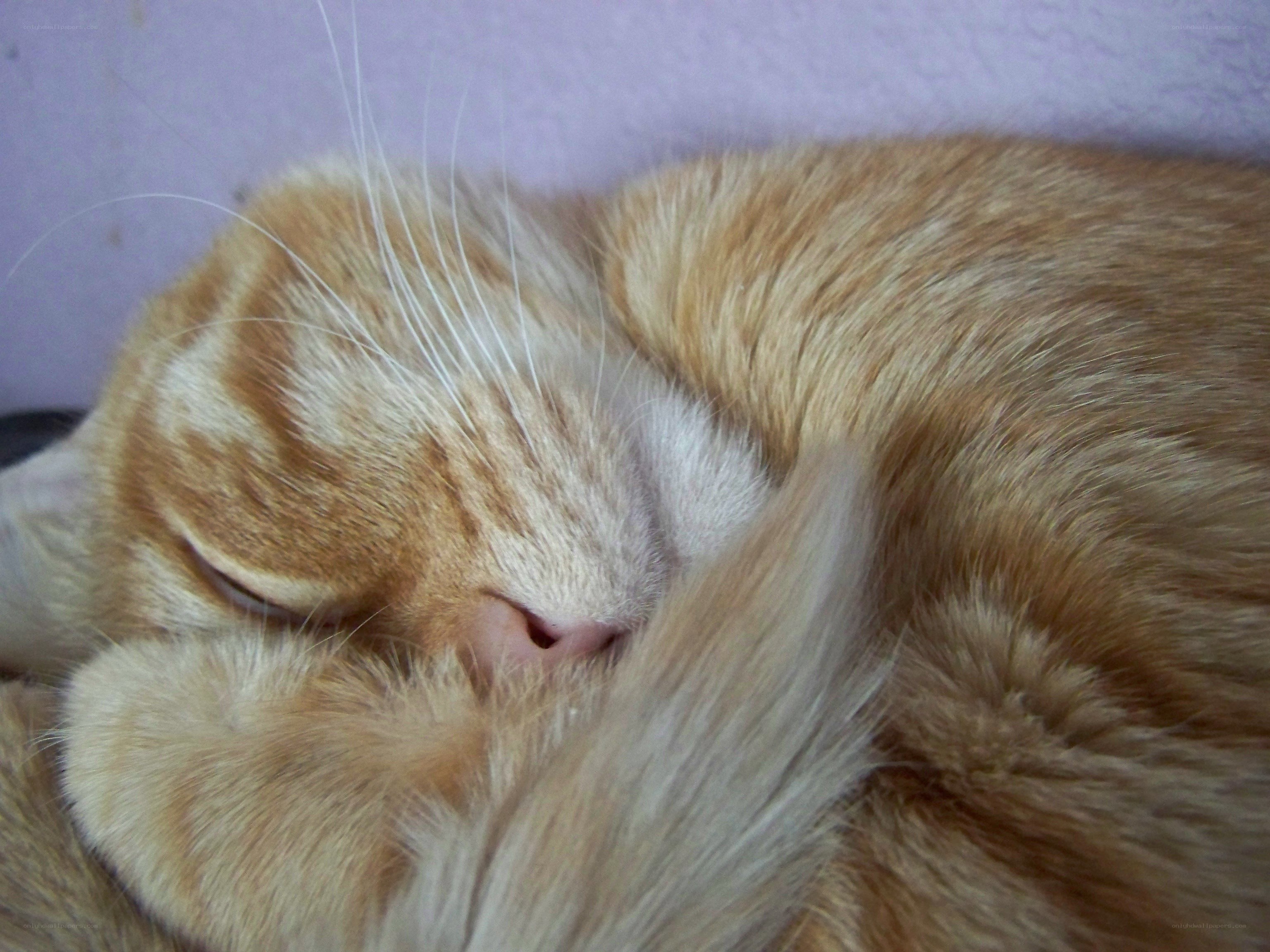 Sleeping orange tabby cat