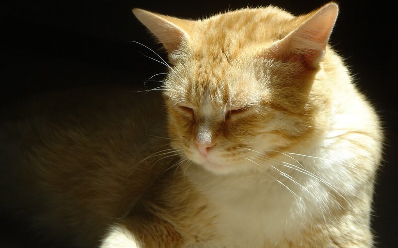 sleeping orange tabby cat