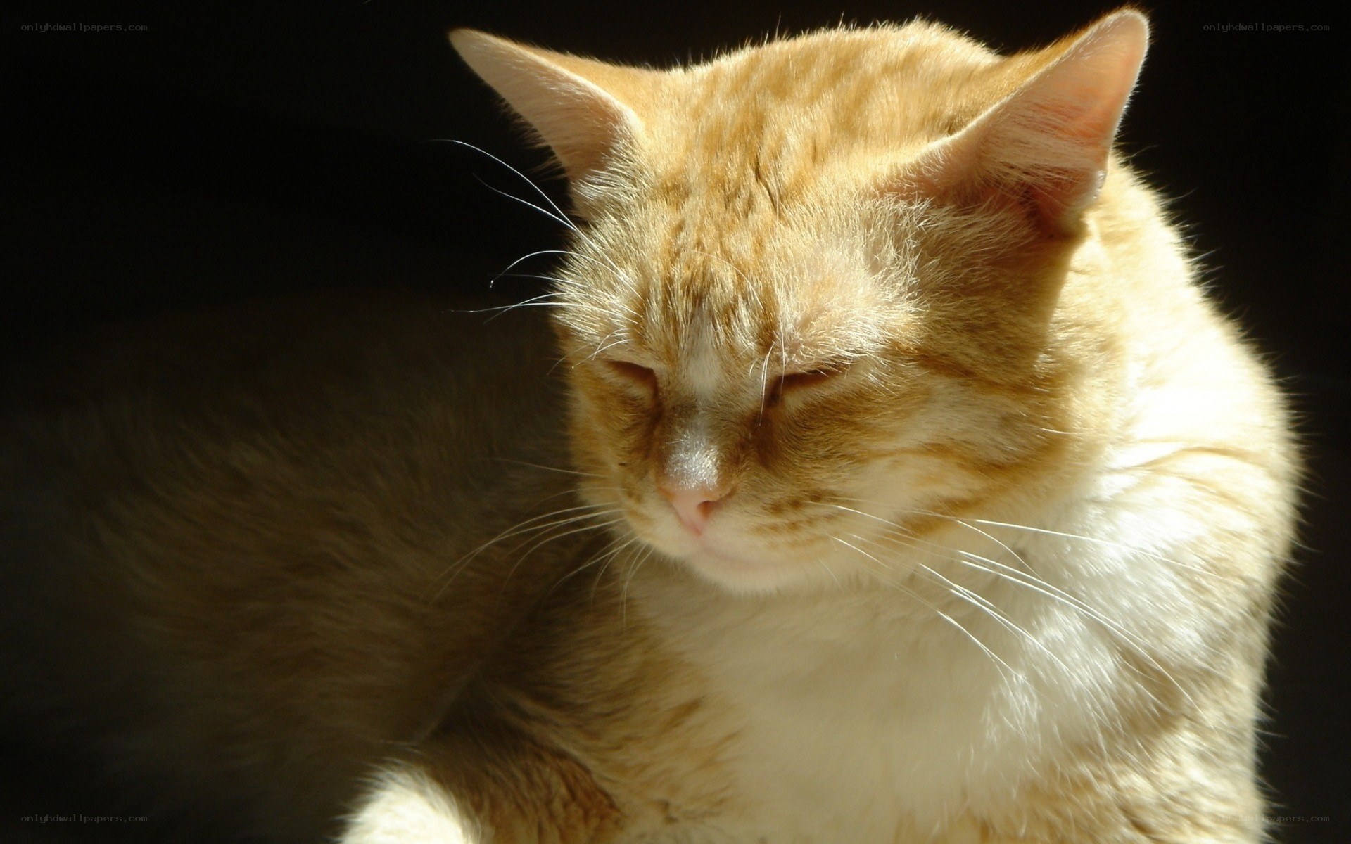 sleeping orange tabby cat