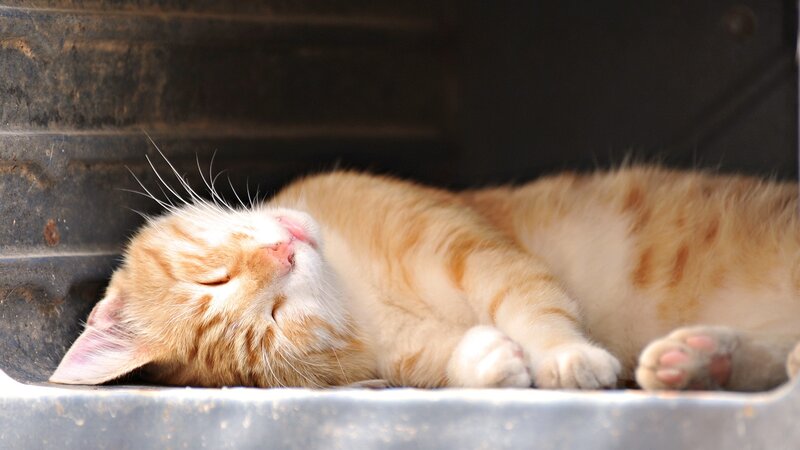 Sleeping orange tabby cat