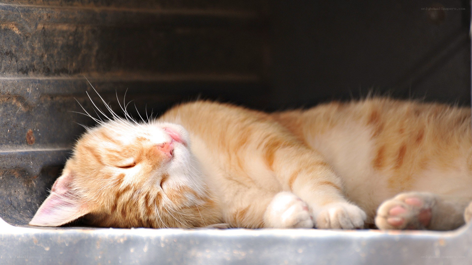 Sleeping orange tabby cat