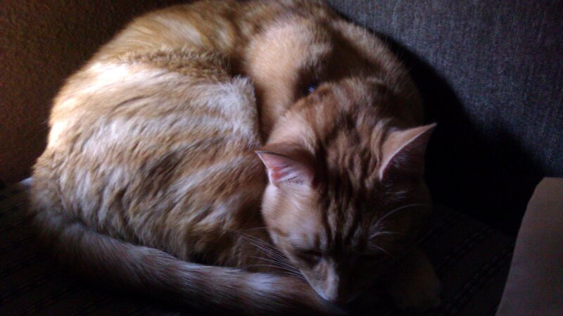 Sleeping orange tabby cat