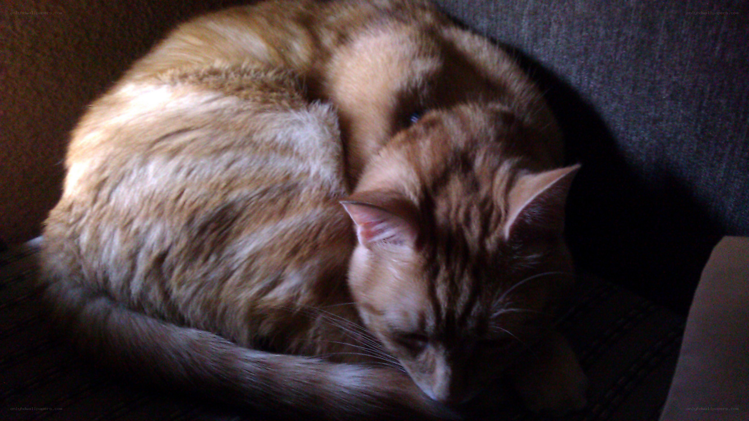 Sleeping orange tabby cat