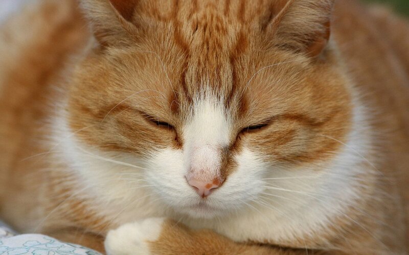 sleeping orange tabby cat