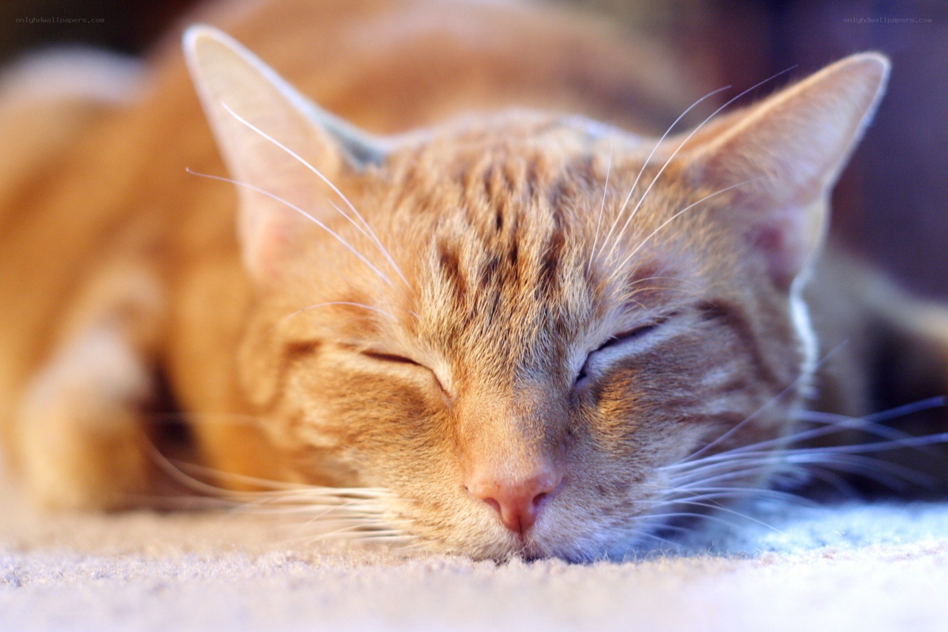 Sleeping orange tabby cat
