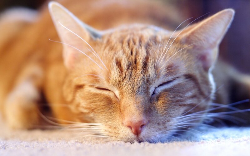 sleeping orange tabby cat