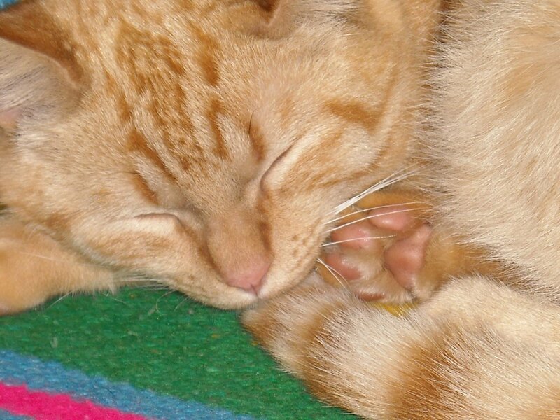 Sleeping orange tabby cat