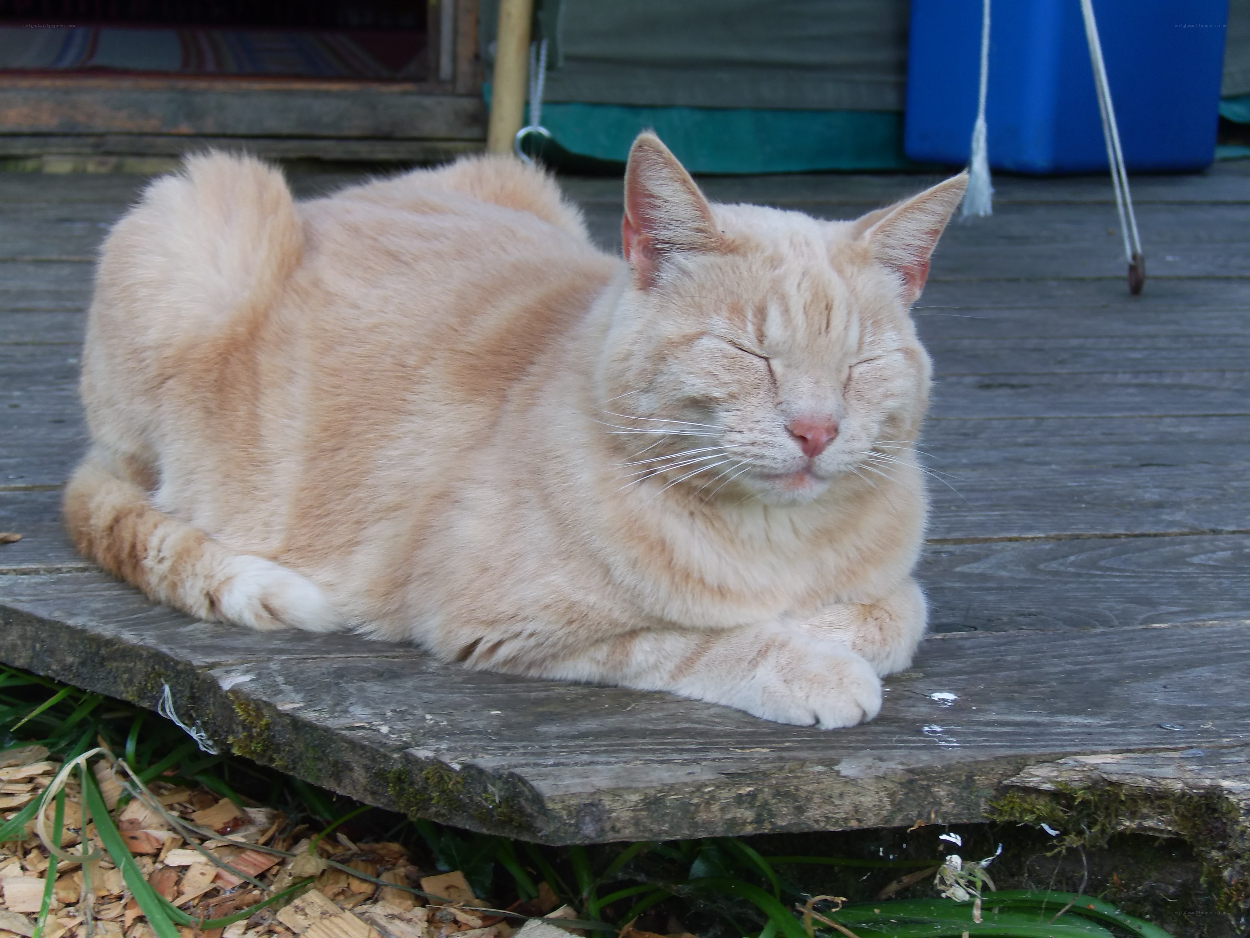 Sleeping orange tabby cat