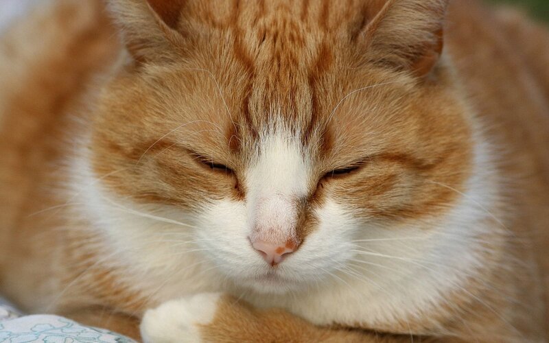 sleeping orange tabby cat