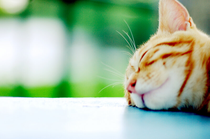 Sleeping Orange Tabby Cat — Peaceful, Afternoon