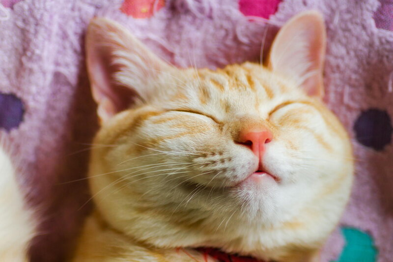Sleeping Orange Tabby Cat — Peaceful, Photograph, Blanket