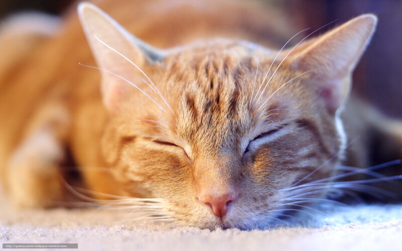 Sleeping Orange Tabby Cat — Peaceful, Photograph, Carpet
