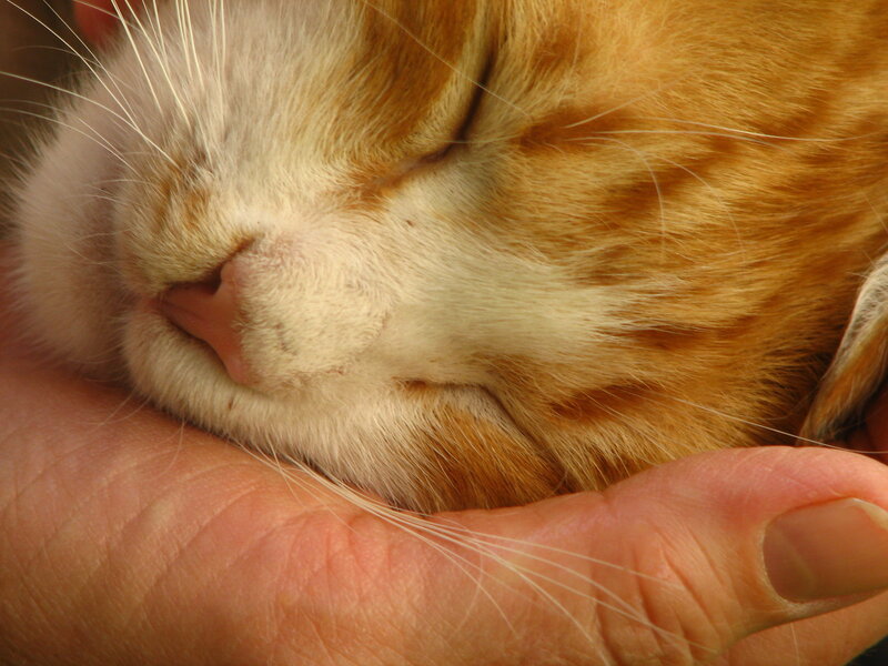 Sleeping Orange Tabby Cat — Peaceful, Photograph, Hand