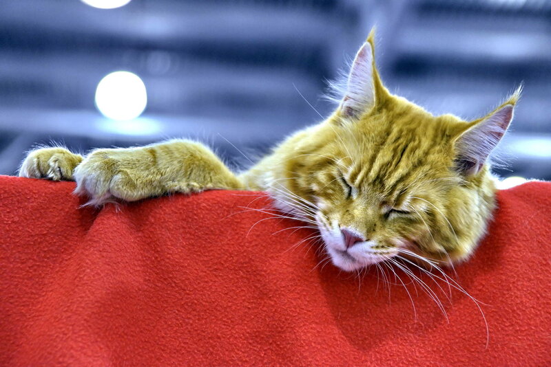 Sleeping Orange Tabby Cat — Peaceful, Photograph, Red Fabric