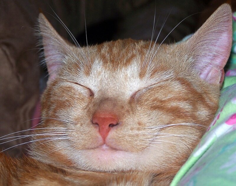Sleeping Orange Tabby Cat — Peaceful, Photograph