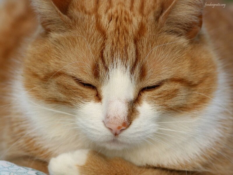 Sleeping Orange Tabby Cat — Peaceful