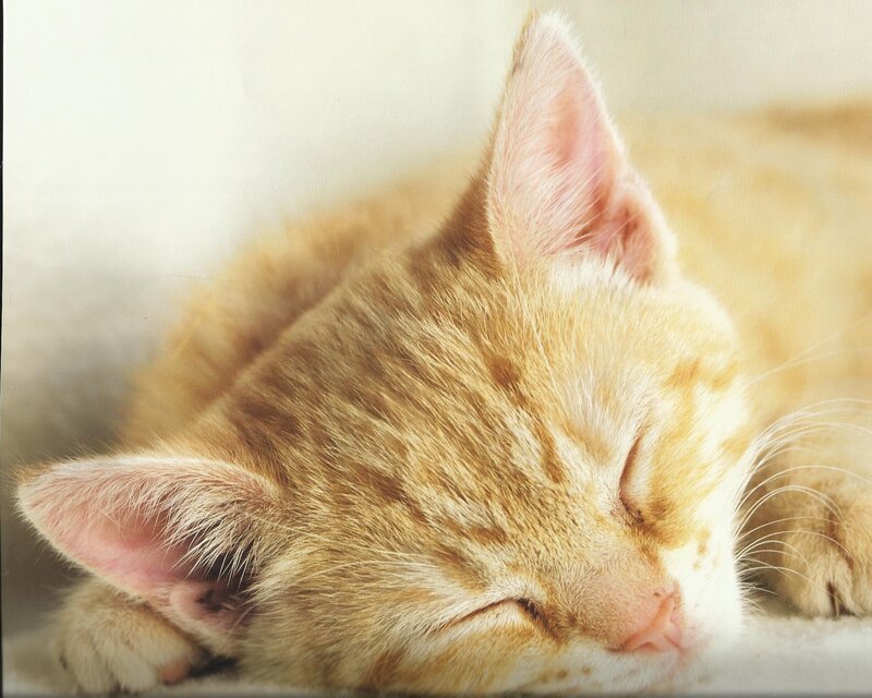 Sleeping Orange Tabby Kitten — Peaceful