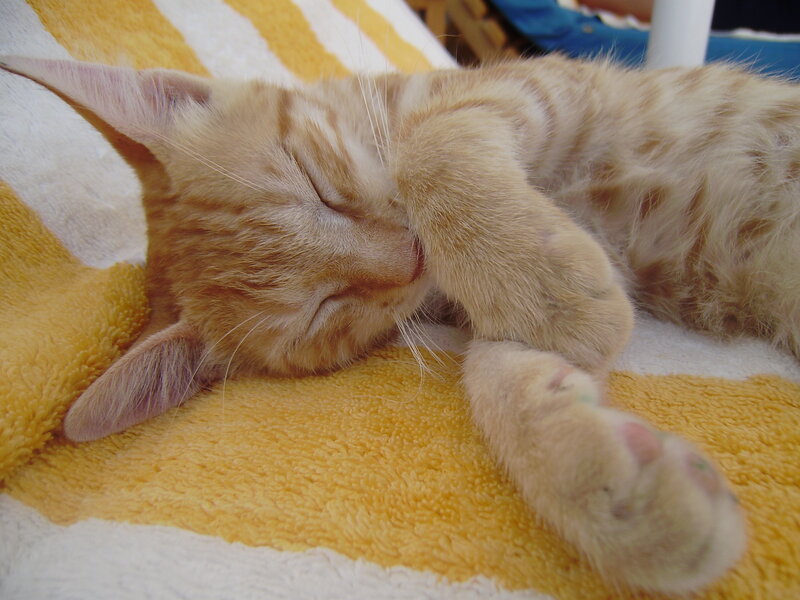 Sleeping orange tabby kitten