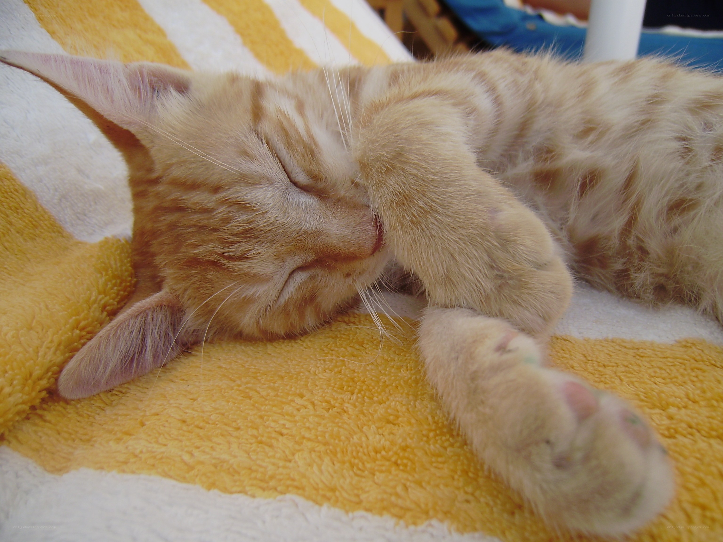 Sleeping orange tabby kitten