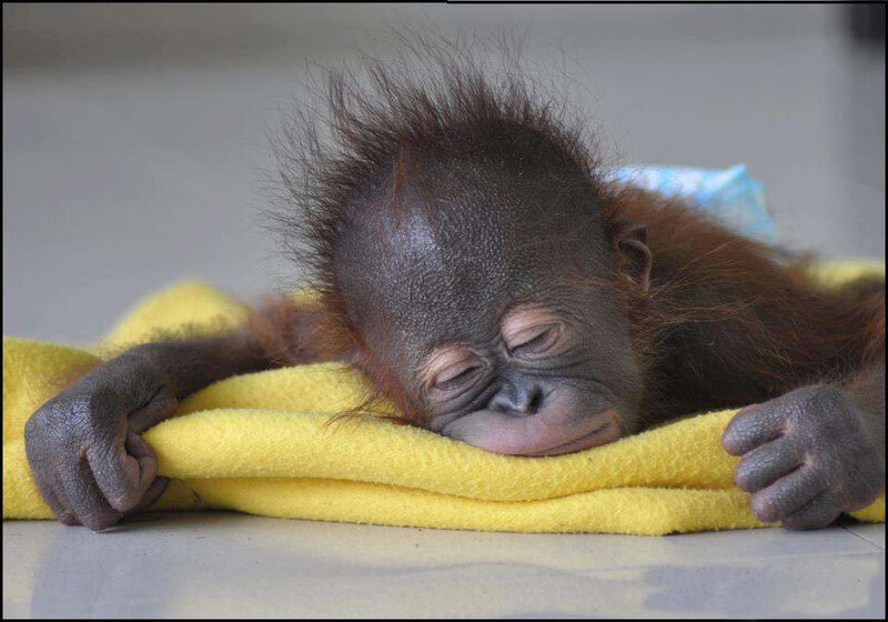 Sleeping Orangutan Baby