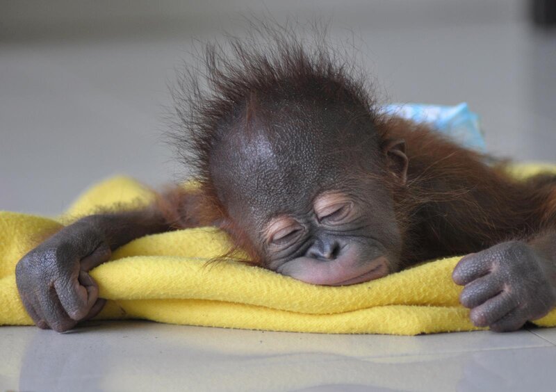 Sleeping Orangutan Baby — Yellow