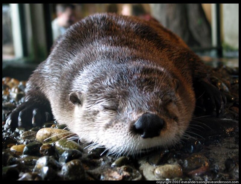 Sleeping otter on pebbles