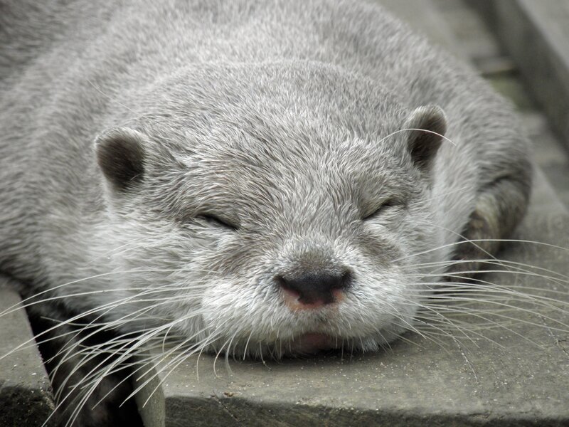 Sleeping otter on stone