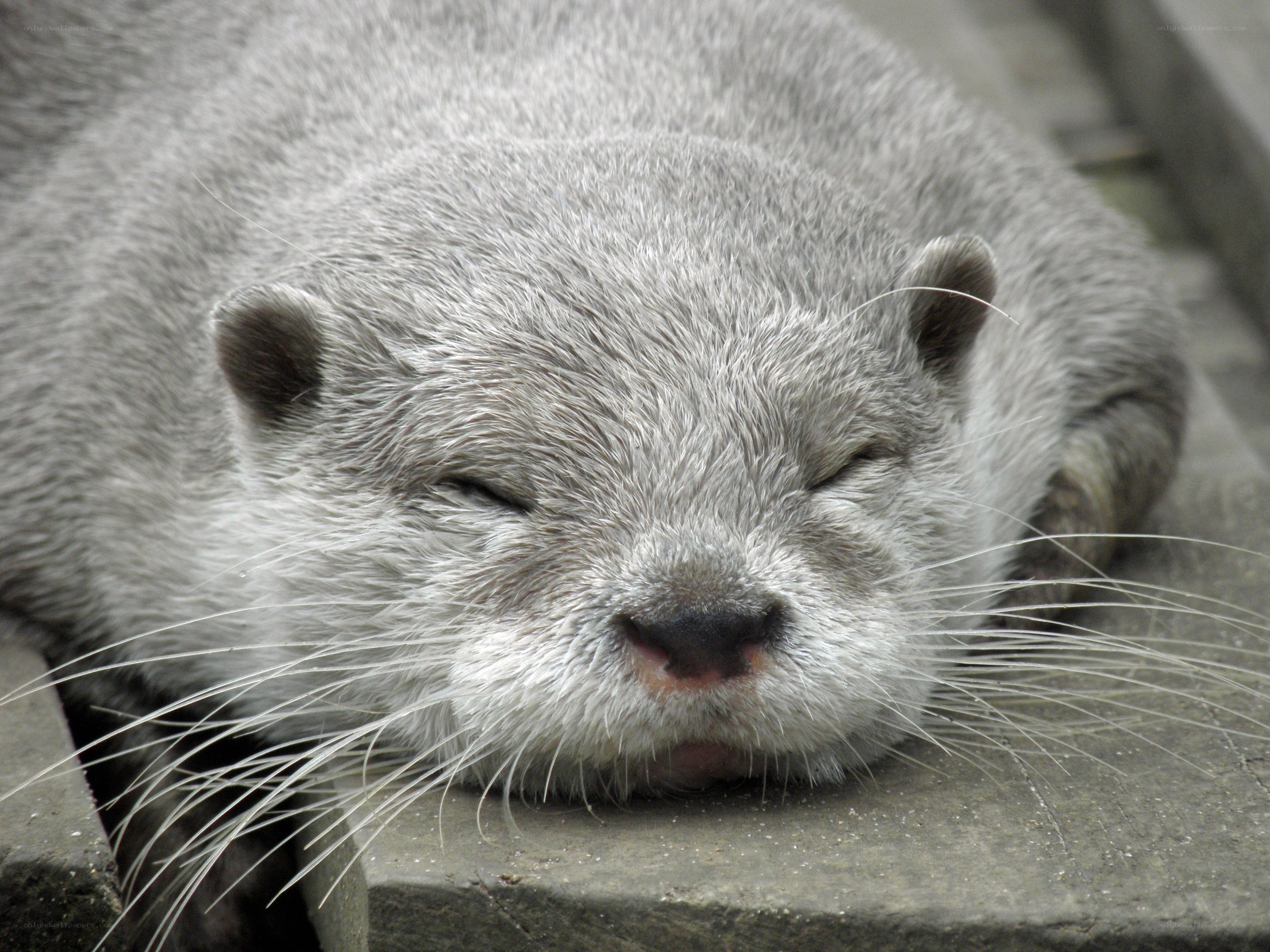 Sleeping otter on stone