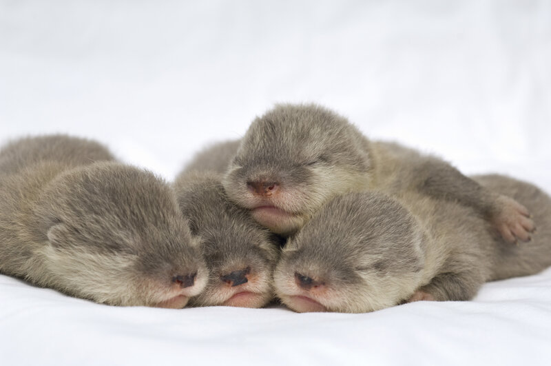 Sleeping otter pups