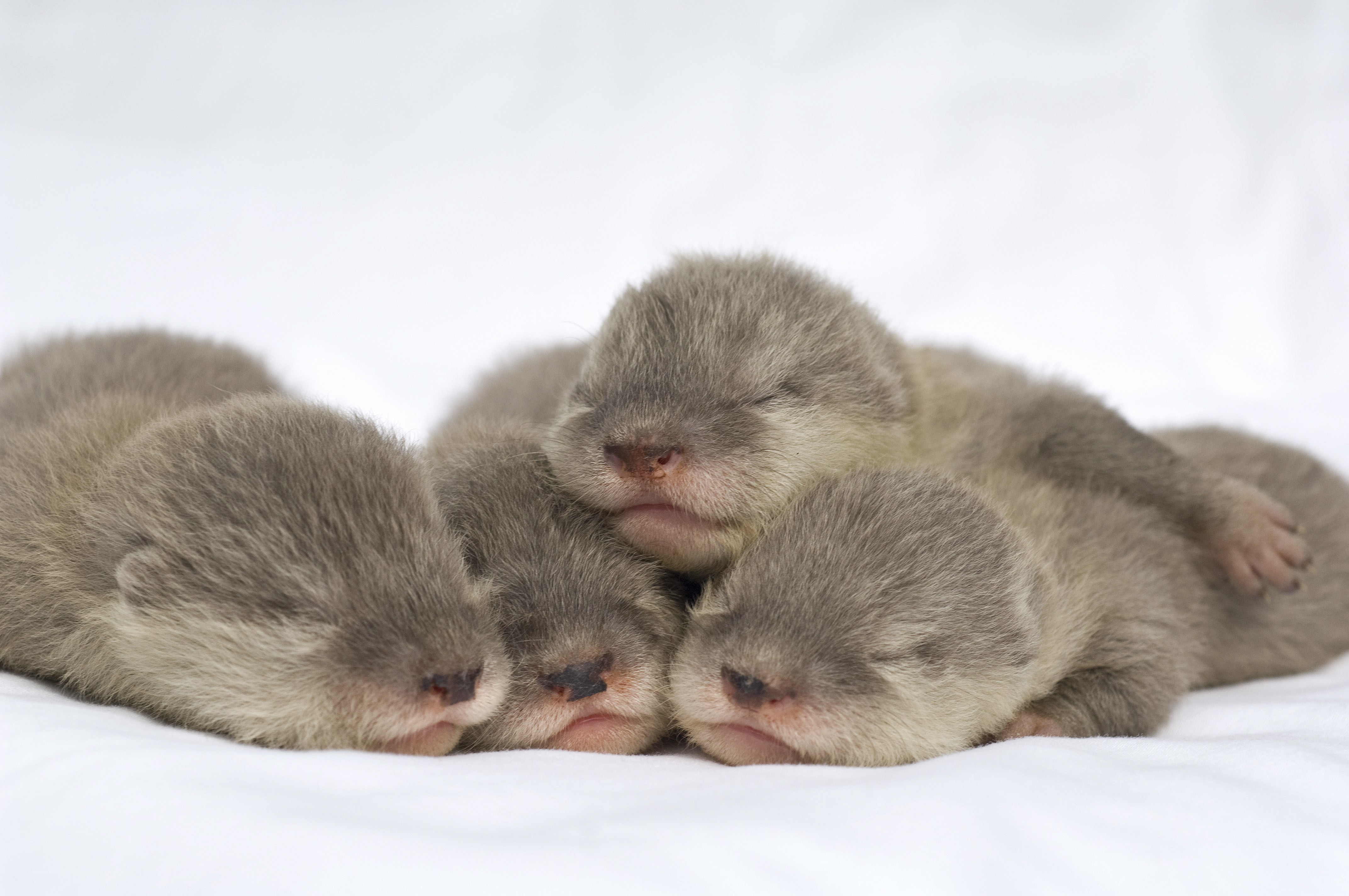 Sleeping otter pups