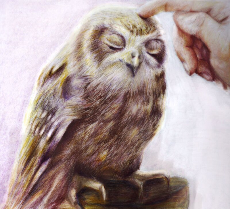 Sleeping Owl Being Petted