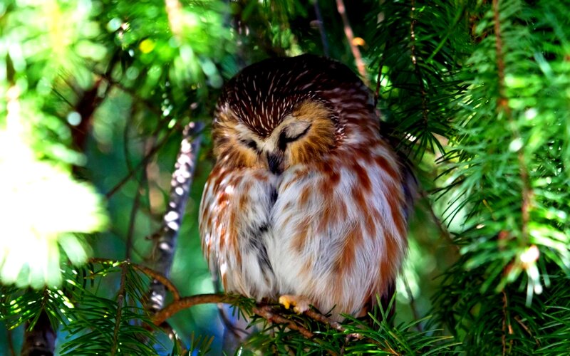 Sleeping Owl in Tree