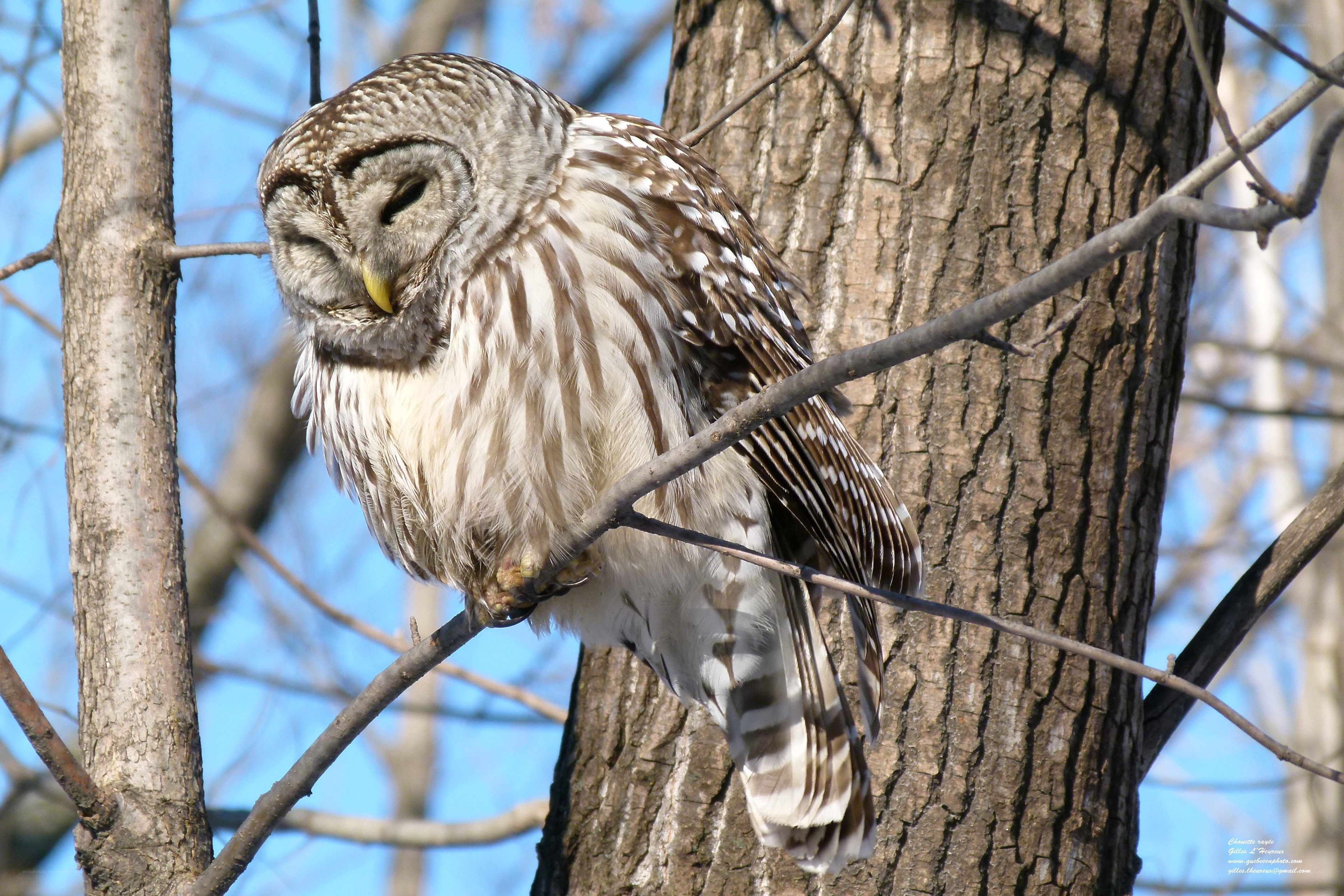 Sleeping owl on a branch