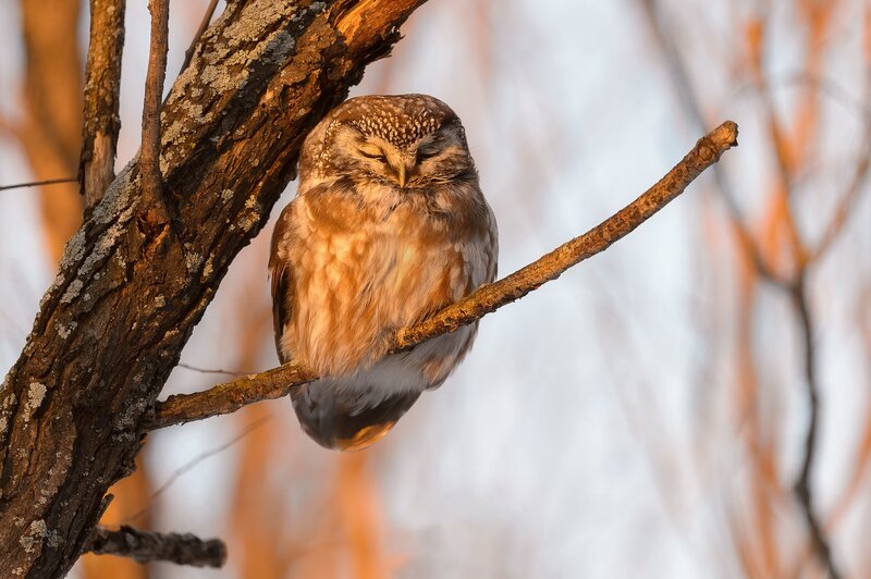 Sleeping Owl on Branch — Brown